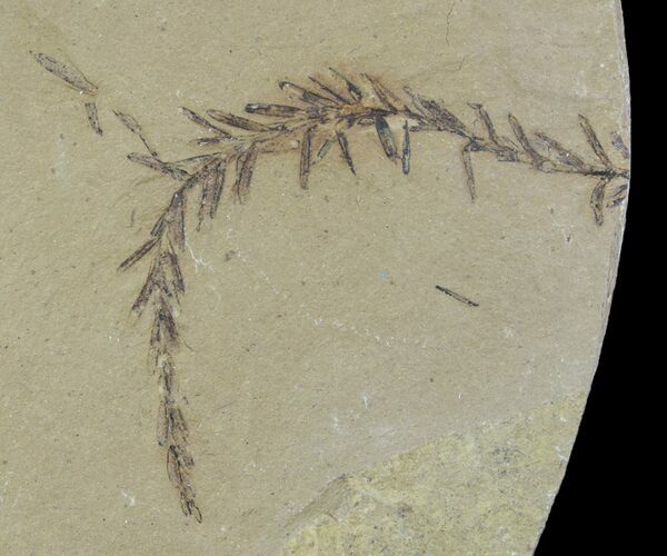 Metasequoia (Dawn Redwood) Fossils - Montana #85742